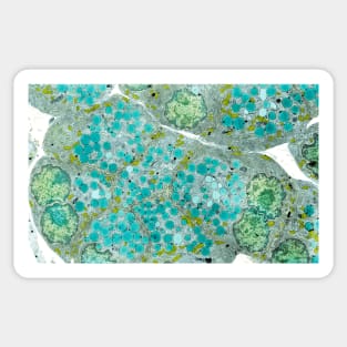 Pancreatic secretory cells, TEM (P540/0120) Sticker